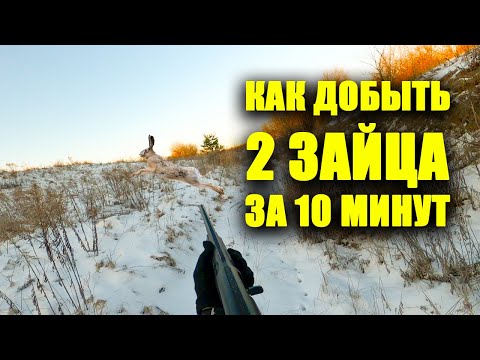 Видео: ШОК СТОЛЬКО ЗАЙЦЕВ в наших угодьях ещё не было  ЛУЧШАЯ охота на зайца