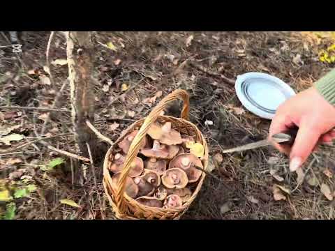 Видео: 3часть РЫЖИКИ!!! 🍄‍🟫🍄‍🟫🍄‍🟫ОПЯТЬ ПОЛНАЯ КОРЗИНА!!!