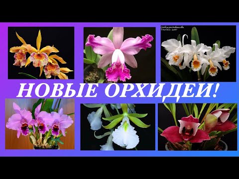 Видео: НОВИНКИ! Мой орхидейный ,,детский сад,,Съёмка от 13.11.2021.New Orchids!