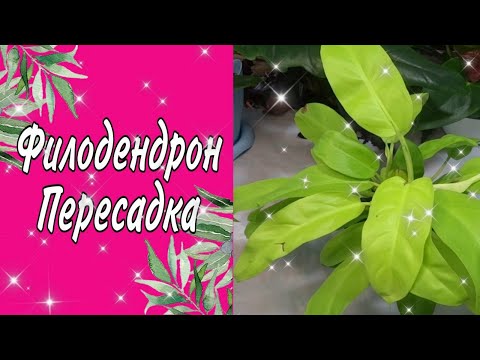 Видео: ФИЛОДЕНДРОН ПЕРЕСАДКА/КОМНАТНЫЕ ЦВЕТЫ