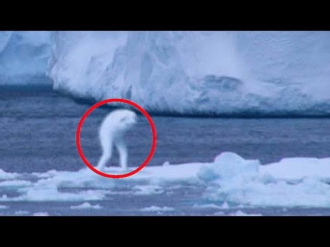 Видео: 5 Необъяснимых Существ, Снятых на Камеру