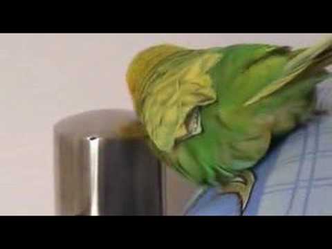 Видео: Армения. Говорящий попугай! (3)