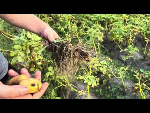 Видео: Картопля Гранада . Без поливу .