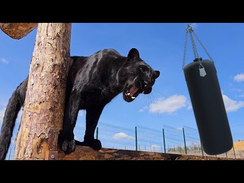 Видео: Пантера Луна и боксёрская груша 🍐