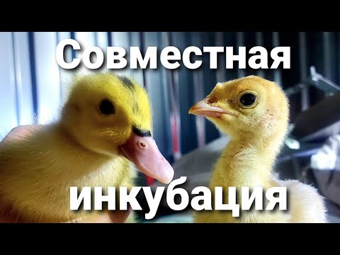 Видео: Совместная инкубация индейки и утки. 🦃Индейка Хайбрид Конвертер - Канада или Франция? Мулард.