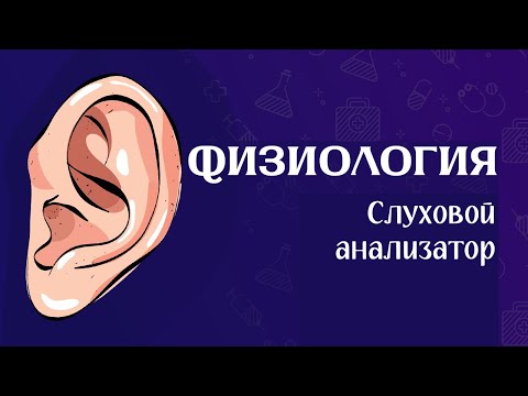 Видео: Физиология анализатор слуха