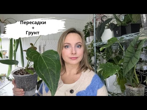 Видео: Пересаживаю и болтаю // Какой грунт использую