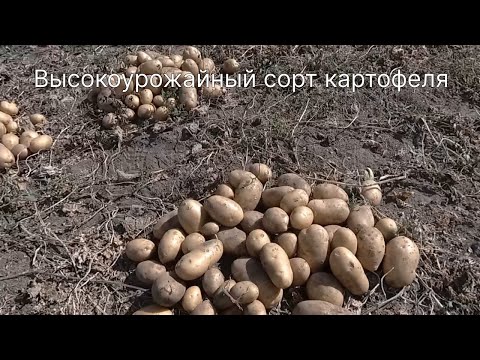 Видео: Высокоурожайный сорт картофеля для посадки в 2023 г