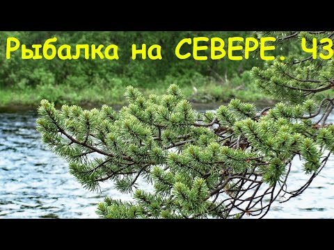 Видео: ЛОСОСЕВАЯ РЫБАЛКА на СЕВЕРЕ. КОЛЬСКИЙ ПОЛУОСТРОВ. РЕКА УРА!!!)) ЧАСТЬ 3.