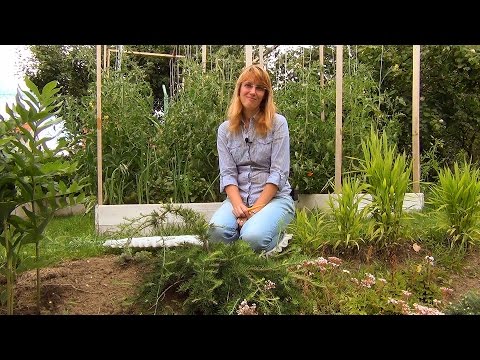 Видео: Формирование кроны лиственницы (ч.1).