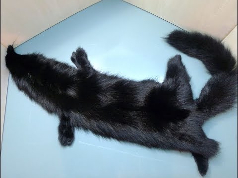 Видео: Покраска меха в черный цвет урзолом