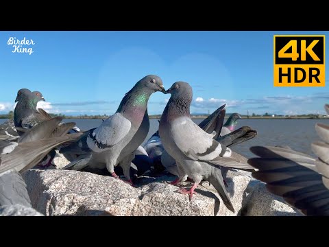 Видео: КОШКА ТВ 😺 Влюбленные голуби. У дроздов и уток прекрасный день 🐦 8 часов (4K HDR)