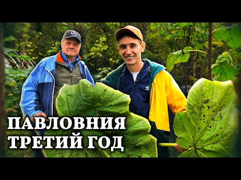 Видео: Павловния 3-ий год // Какие результаты показывает это чудо-дерево