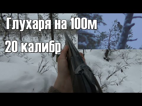 Видео: Глухаря с 100м 20 калибр!Троплю куницу Чуя огорчает