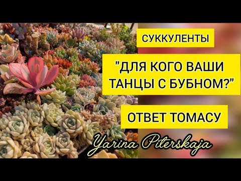 Видео: Суккуленты. "Для кого Ваши танцы с бубном?"Ответ Томасу.