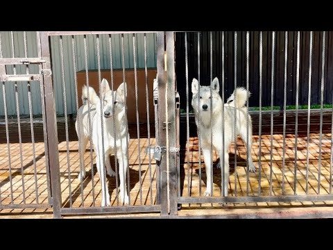 Видео: Кто выше ⁉️ Волэнд Луия или Зсл Тайга 😱⁉️Первая добыча Щенков‼️Парк Северных Волков 🐺