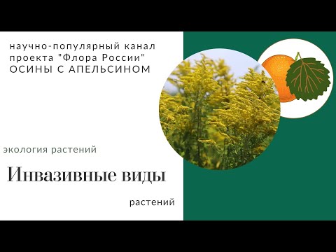 Видео: Инвазивные виды растений