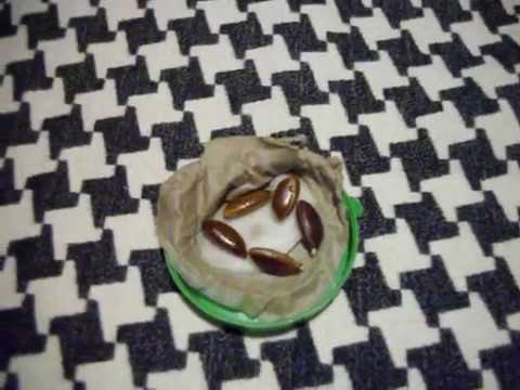 Видео: ХУРМА от косточки до растения (часть 1)