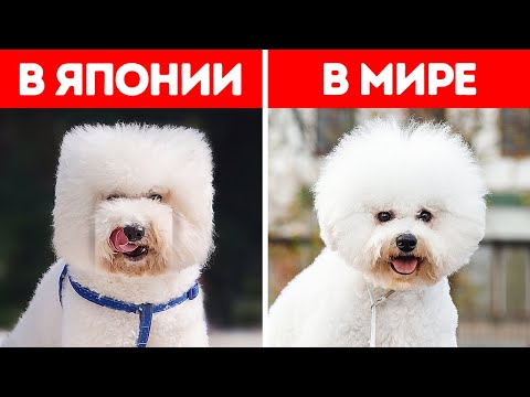 Видео: 20+ вещей, которые в Японии делают абсолютно иначе