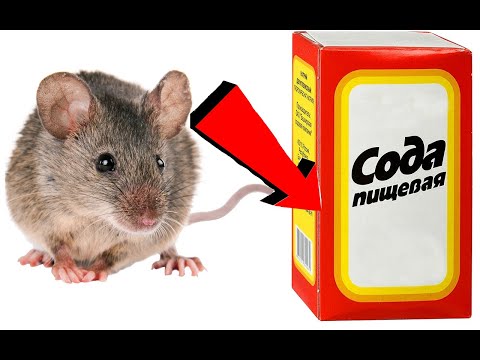 Видео: Как избавиться от мышей За 3 Секунды!!!