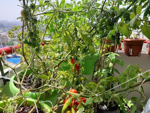 Видео: Огород на балконе 2020-2