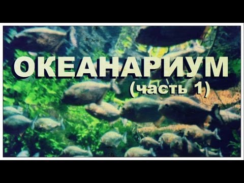 Видео: Галилео. Океанариум (часть 1)