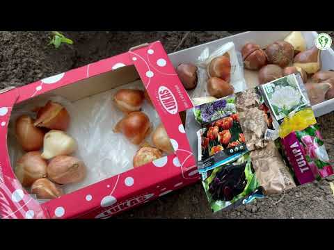 Видео: Посадка тюльпанів восени