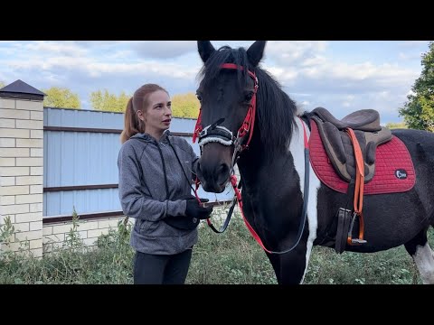 Видео: Купила бюджетную уздечку из биотана от Sweet Horse! Первая примерка и впечатления