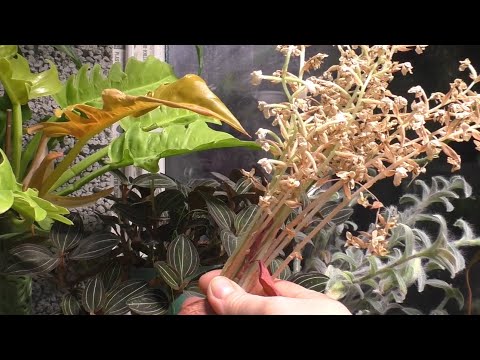 Видео: Орхидея ЛУДИЗИЯ отцвела ЧТО С НЕЙ делать ПОСЛЕ ЦВЕТЕНИЯ  Произошло САМООПЫЛЕНИЕ  Сбор СЕМЯН ЛУДИЗИИ