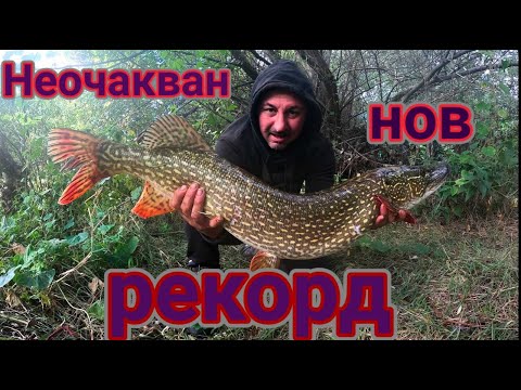Видео: Кога се хранят трофейните щуки? Закономерност или прецедент?