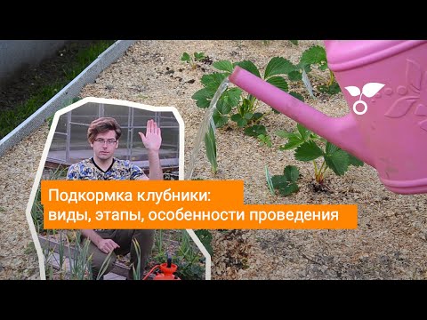 Видео: Подкормка клубники виды, этапы, особенности проведения