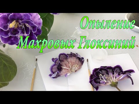 Видео: Опыление махровых Глоксиний