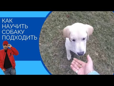 Видео: Локи "ко мне"(один из способов,как научить собаку подходить)