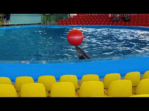 Видео: Минск дельфинарий Немо 08.06.2020