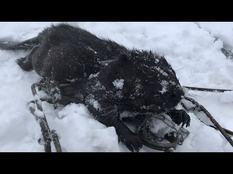 Видео: ОХОТА НА БОБРА!5 КАПКАНОВ-4 БОБРА!