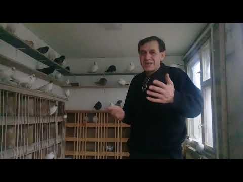 Видео: Совет от Гагика 59.Настойка для голубей!