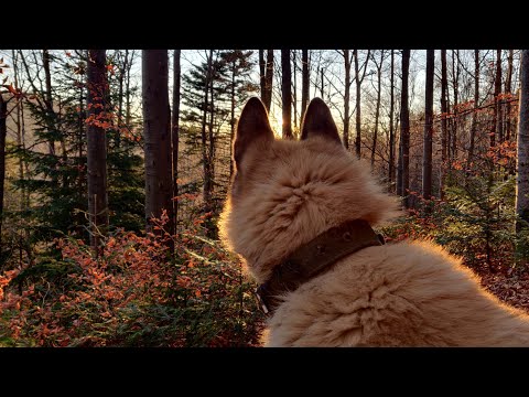 Видео: Гриби Карпат 