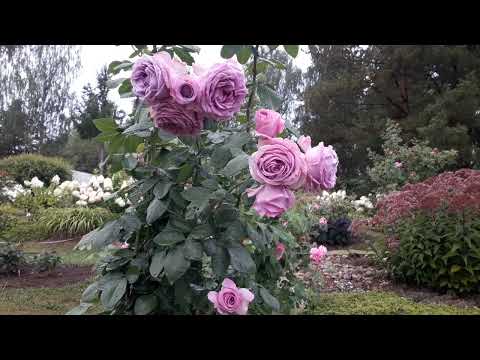 Видео: ✿➽ Новые розы первогодки в саду 2023 часть 3