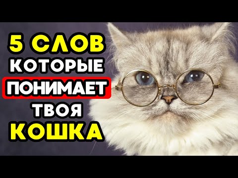 Видео: 5 СЛОВ, которые твоя кошка ДЕЙСТВИТЕЛЬНО ПОНИМАЕТ — доказано НАУКОЙ!