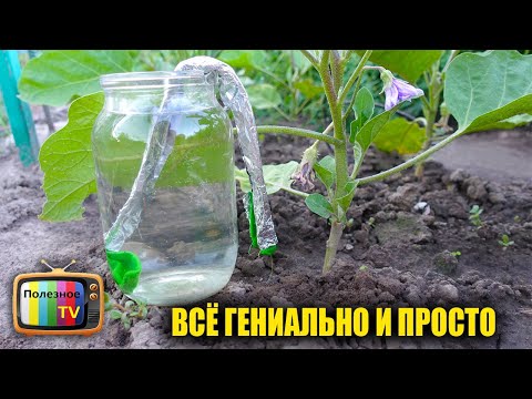 Видео: КАПЕЛЬНЫЙ ПОЛИВ БАНКАМИ ВСЁ ГЕНИАЛЬНО И ПРОСТО