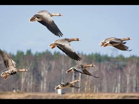 Видео: Как в Сибири гуся бьют. Четверо суток в Полях