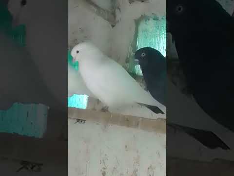 Видео: 21 октября 2025 г.