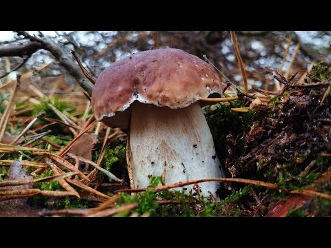 Видео: Останній грибний ривок: Білі гриби та польські в кінці жовтня #boletus, #mushroom, #гриби, #грибы,