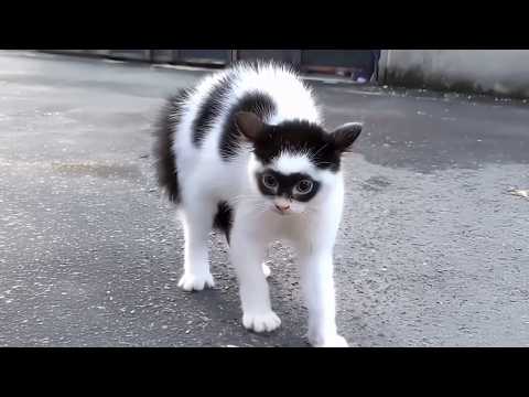 Видео: Самые драматичные и странные на вид КОШКИ! 😂 Смешные видео с кошками 2025 года