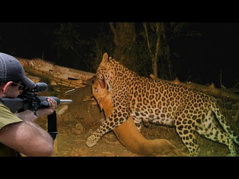 Видео: Охота на леопарда-собакоеда с ружьями 😱🔥👍👌 Часть 1