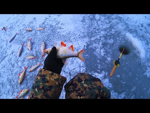 Видео: ҚАРМАҚТЫ СҮЙРЕТІП КЕТТІ !!! (САЛСАҢ АЛАСЫҢ)