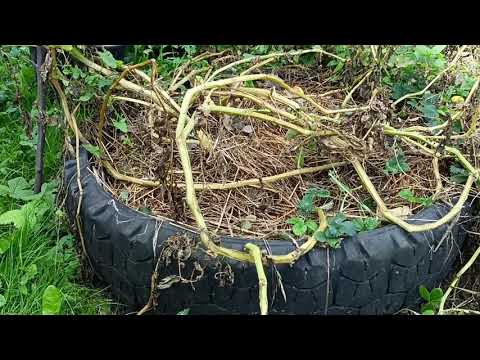 Видео: Как выращиваем картошку в покрышке. Какой урожай в колесе от КАМАЗа!