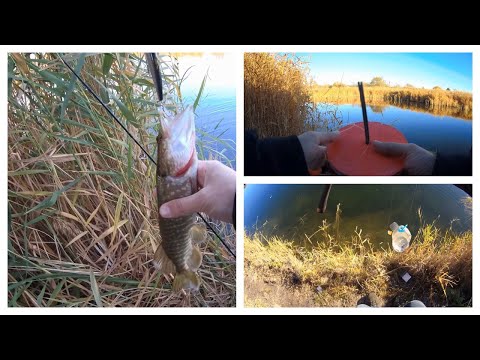 Видео: Щука на спиннинг как вымирающий вид. Рыбалка не по плану и о менталитете голодающих "рыболовов"!