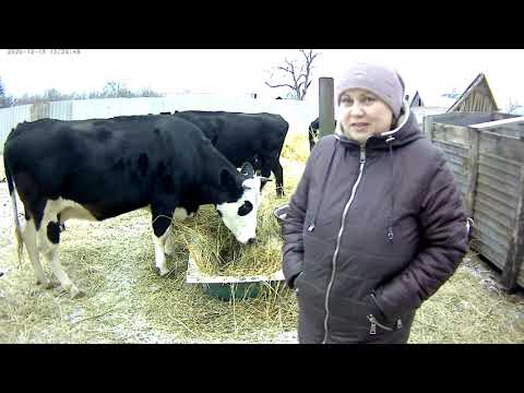 Видео: ИЗ ТЕЛОЧКИ В КОРОВУ! ПЕРВЫЙ РАЗ В ЗАПУСК! КАК ОПРЕДЕЛИТЬ ТЕЛОЧКА ИЛИ БЫЧЕК!