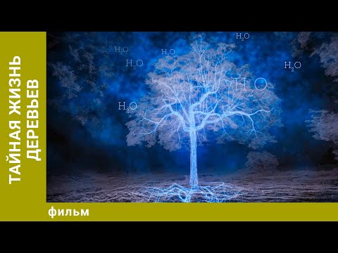 Видео: Тайная жизнь деревьев. Документальный Проект. Лучшие фильмы